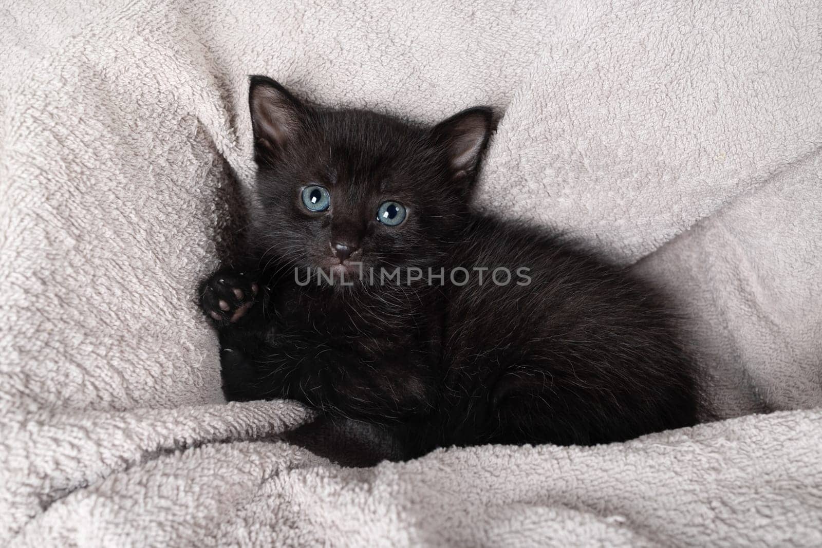Portrait of cute black kitten looking forward against towel background.
