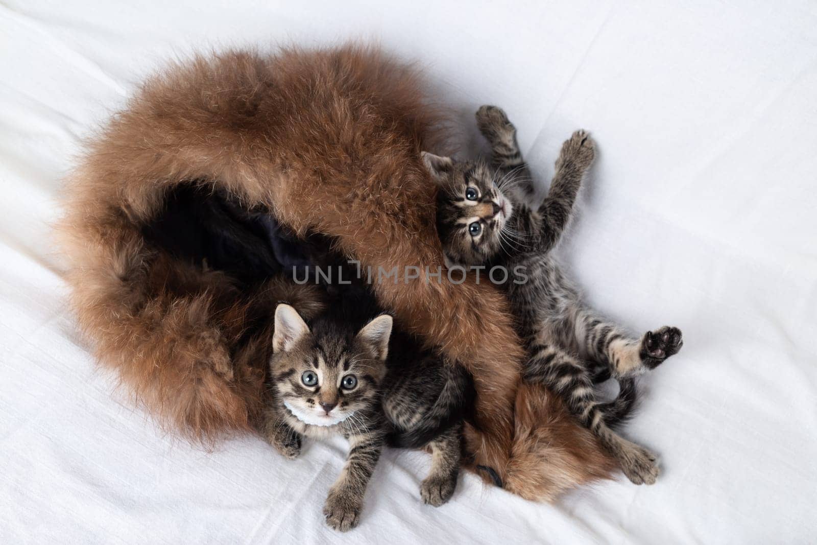 Little cute curious tabby kittens on the bed.
