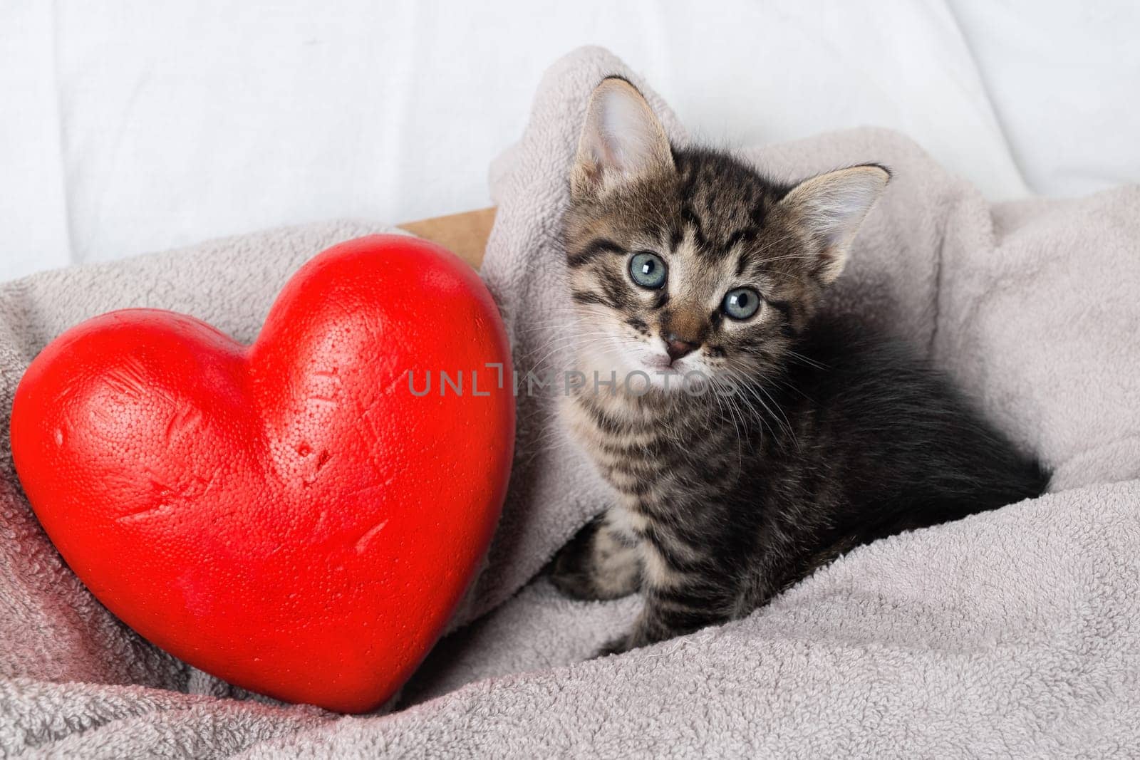 Cute tabby kitten and red heart on towel background.