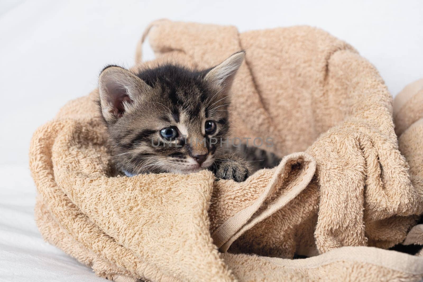 Curious cute tabby kitten on towel background.