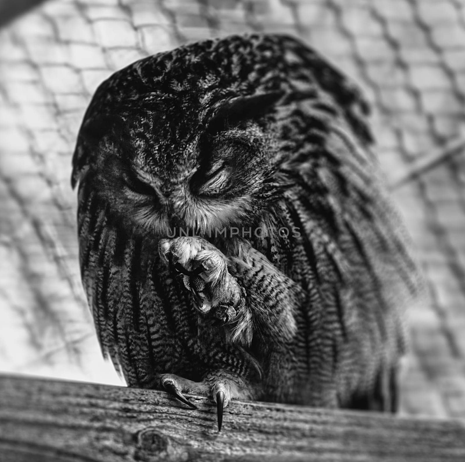 eagle owl in plumage care in black and white
