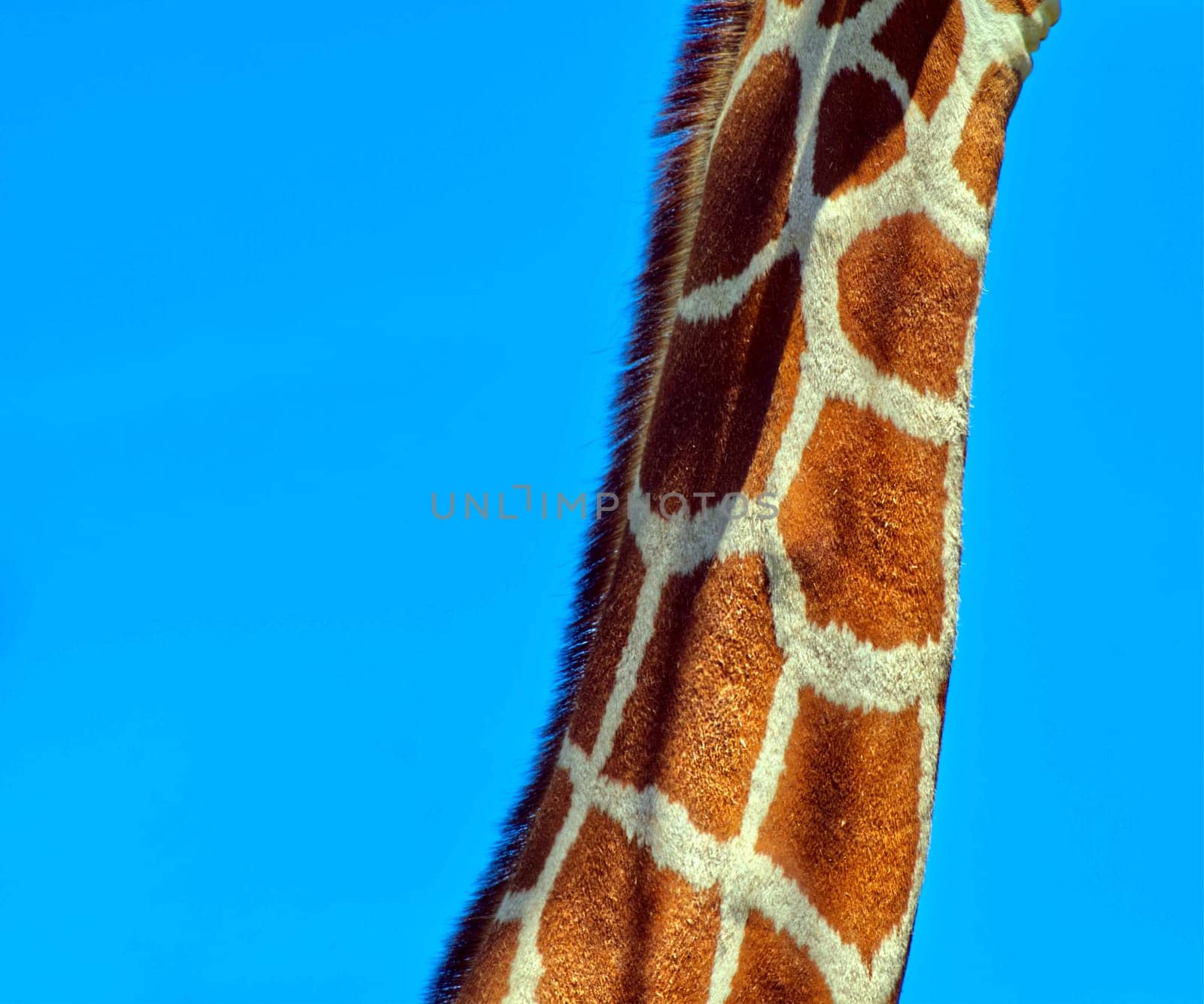 Neck of a giraffe with blue sky background