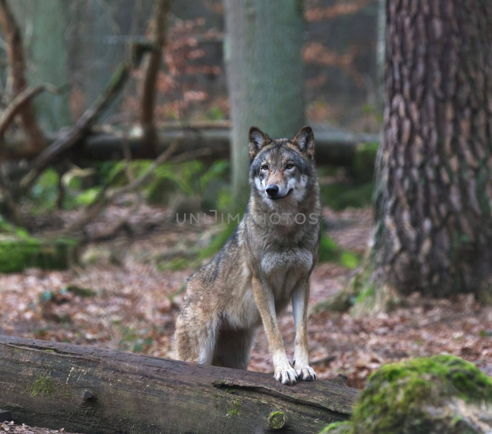 wolve in its habitat