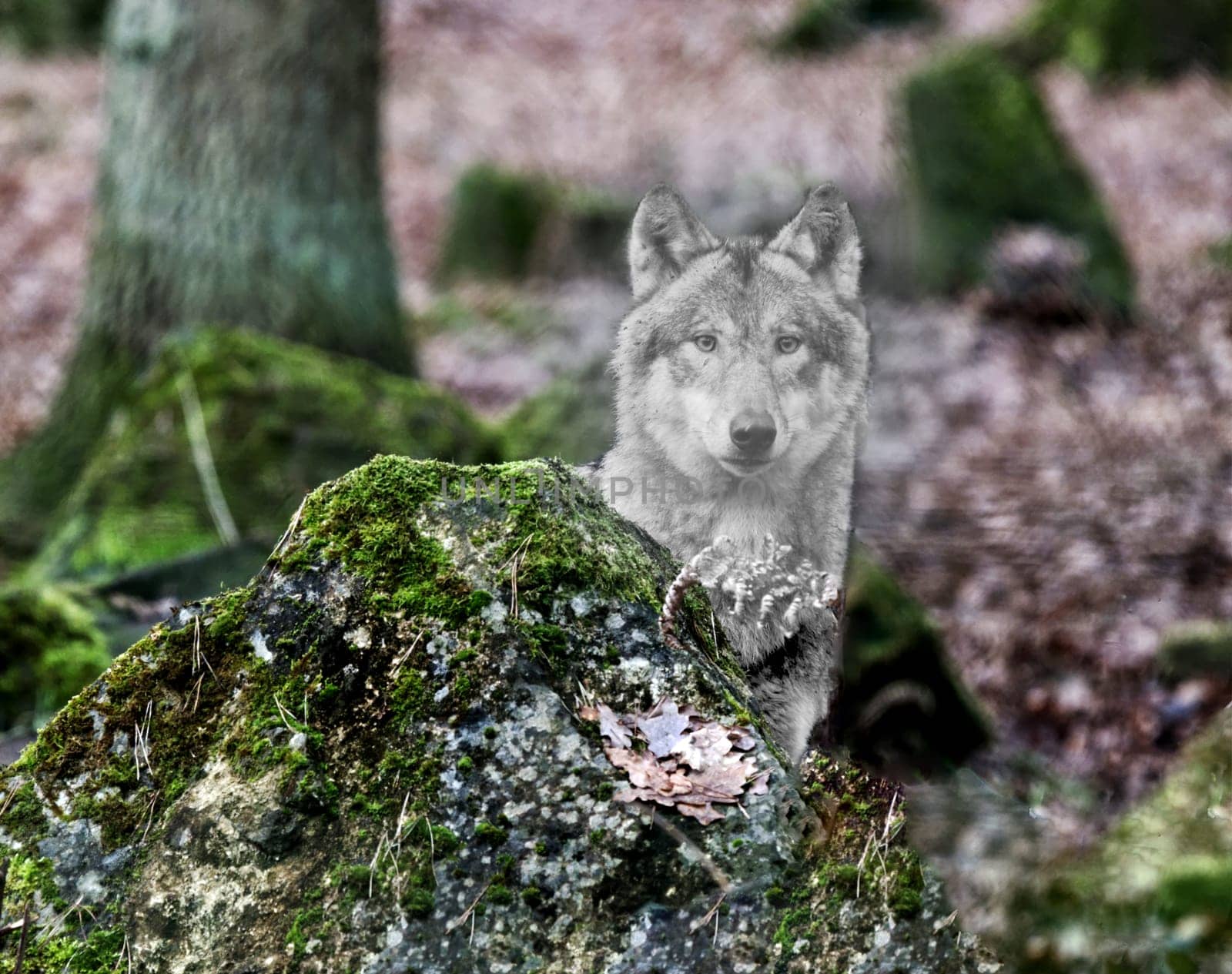 wolve, digitally processed, color reduced wolve in a colorful habitat