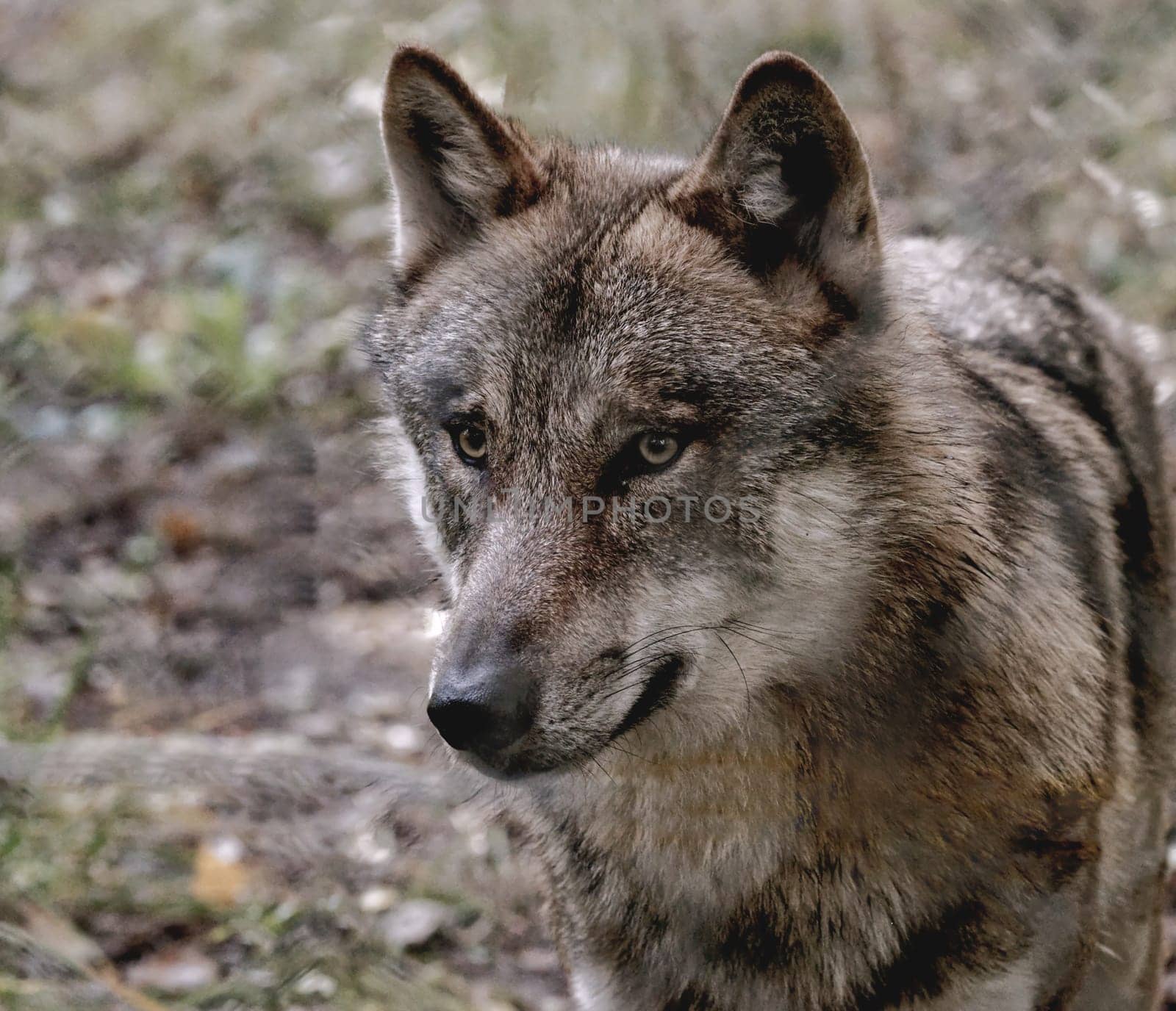 portait of a wolve
