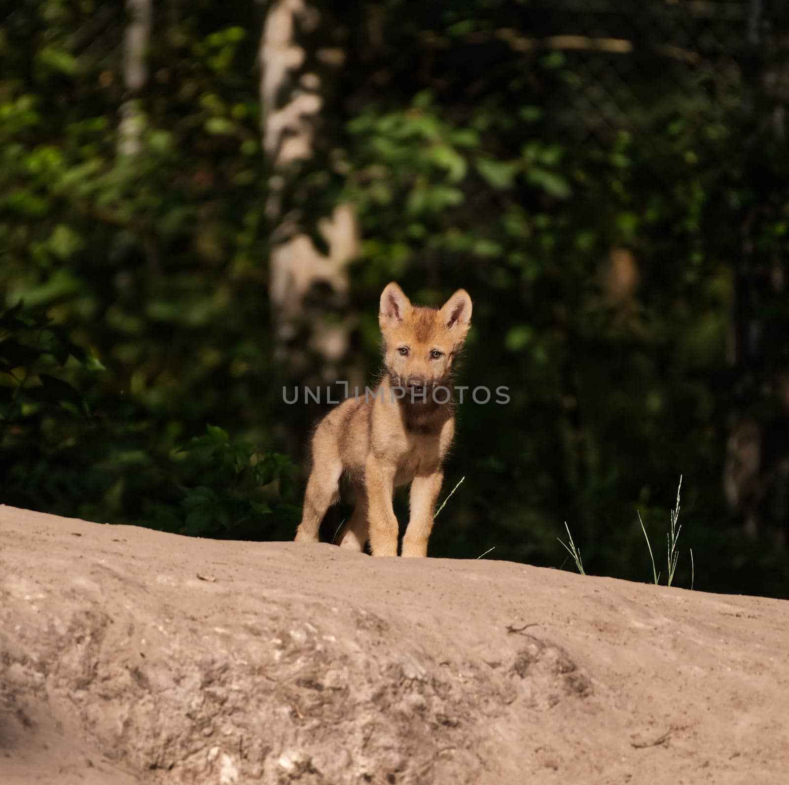 baby wolves standing on a hilly area, watching out