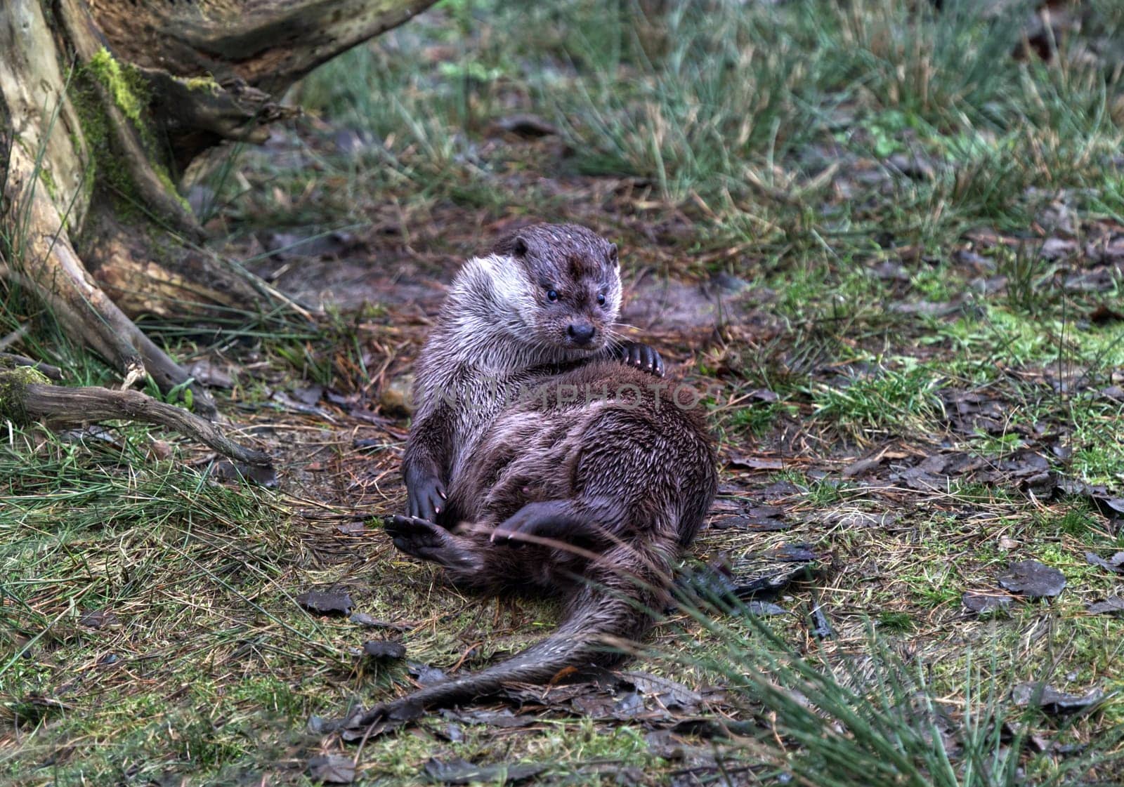 a couple of common otter playing in water