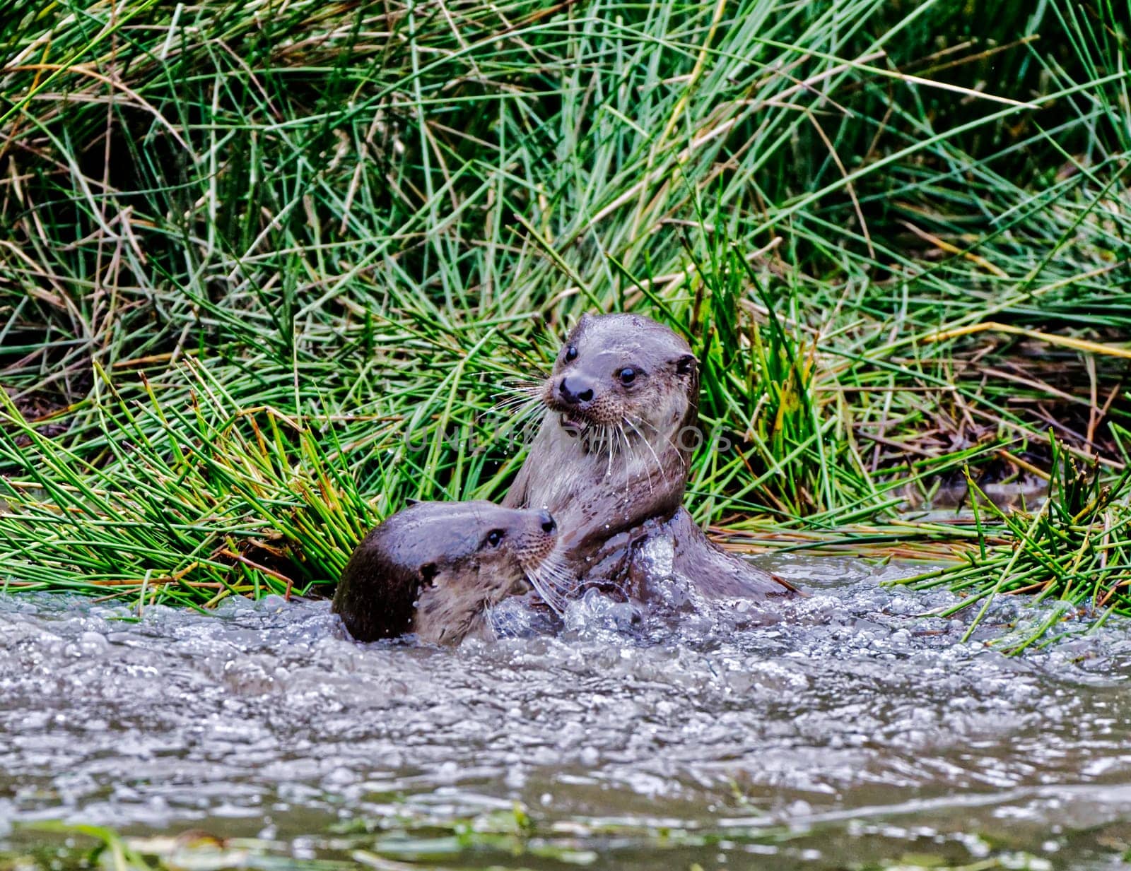 a couple of common otter playing in water