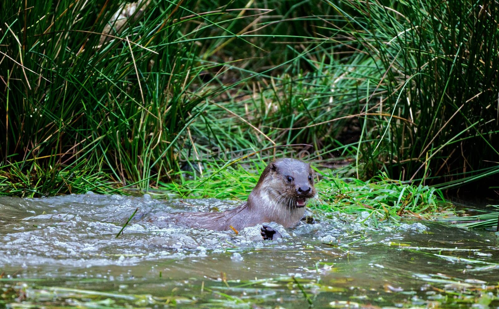 a couple of common otter playing in water