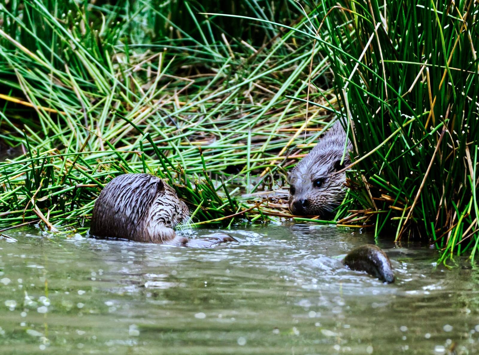 a couple of common otter playing in water