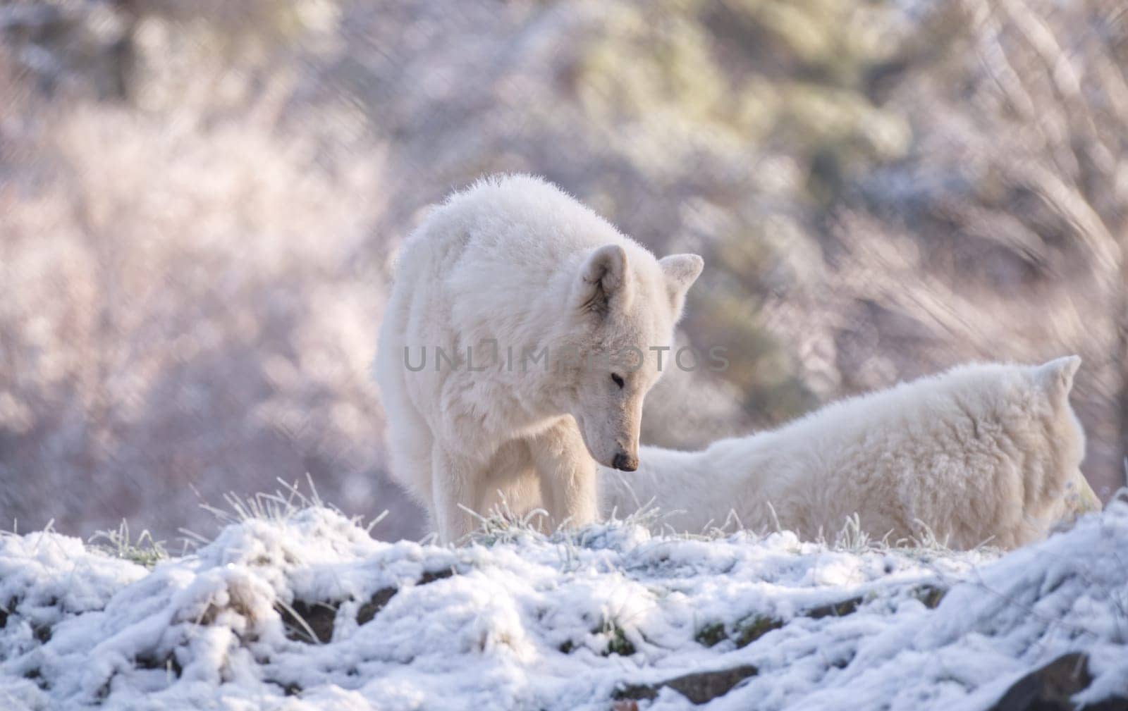 Dreamy white wolf in a white pastellic snow habitat, Canis lupus albus