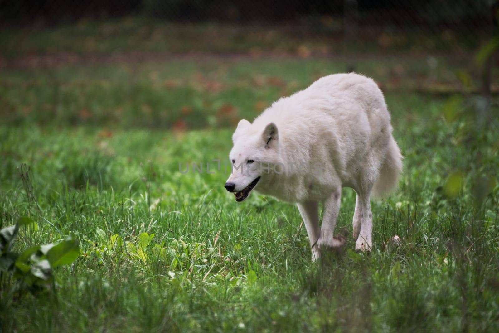 Running white wolve in green grass, Canis lupus albus , motion blur