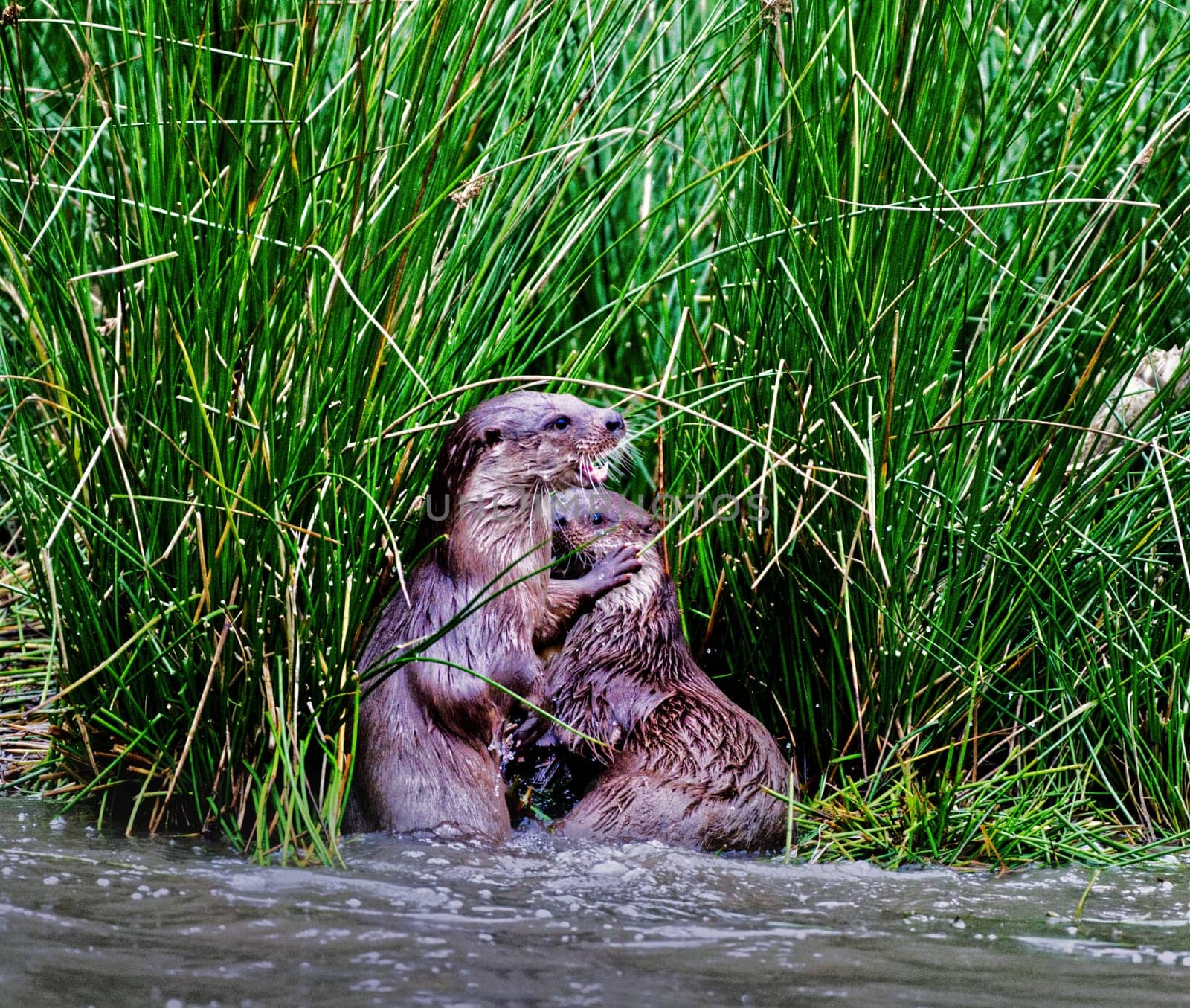 a couple of common otter playing in water