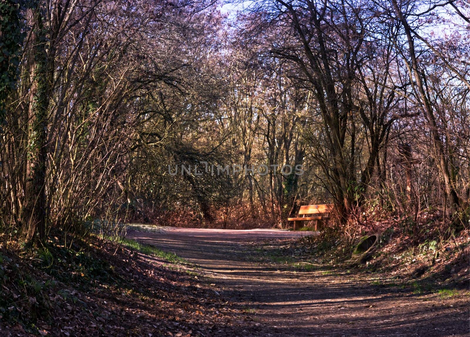 wooden bench in a local recreation area