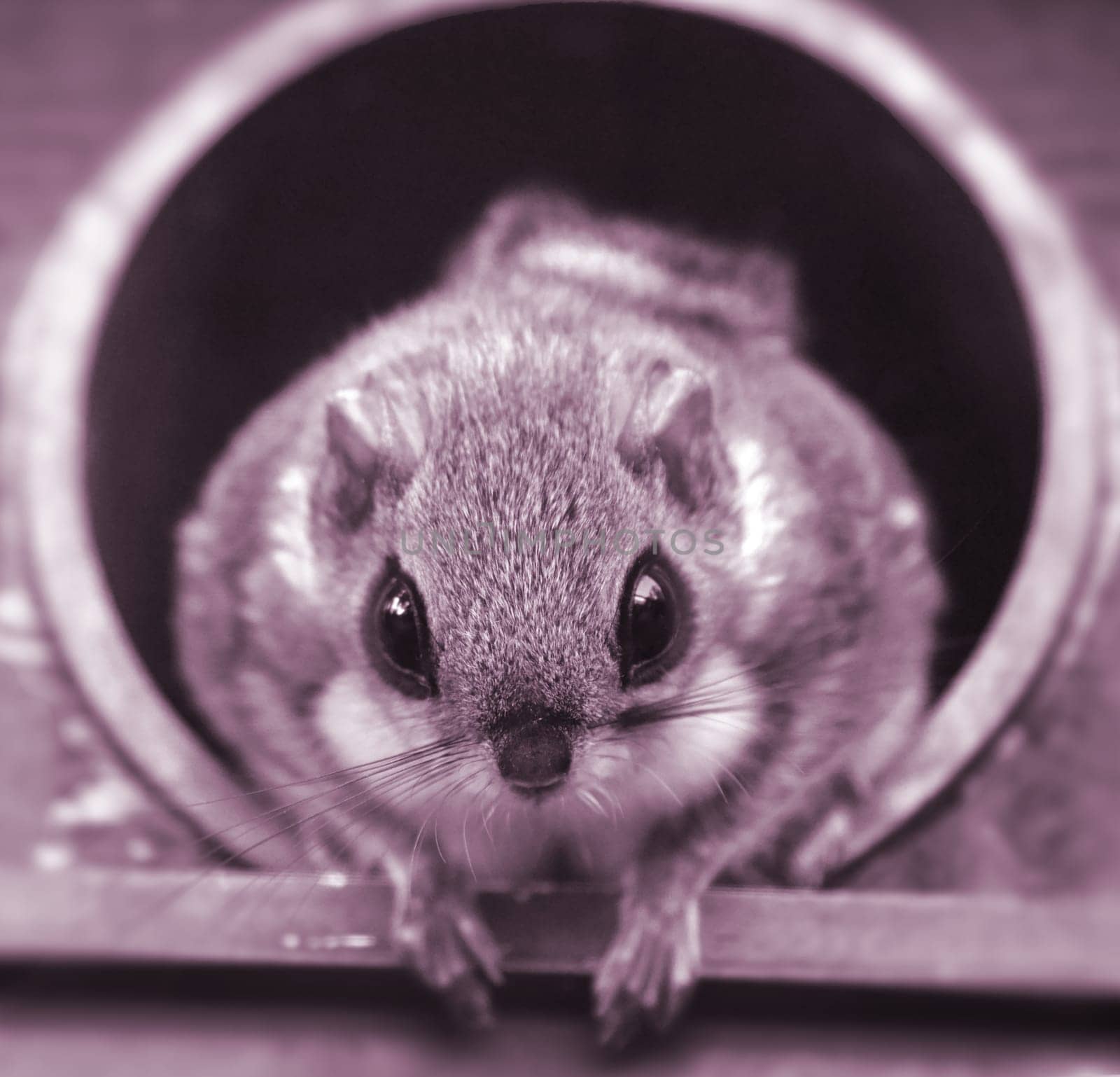 Big eye Mouse watching out of a box