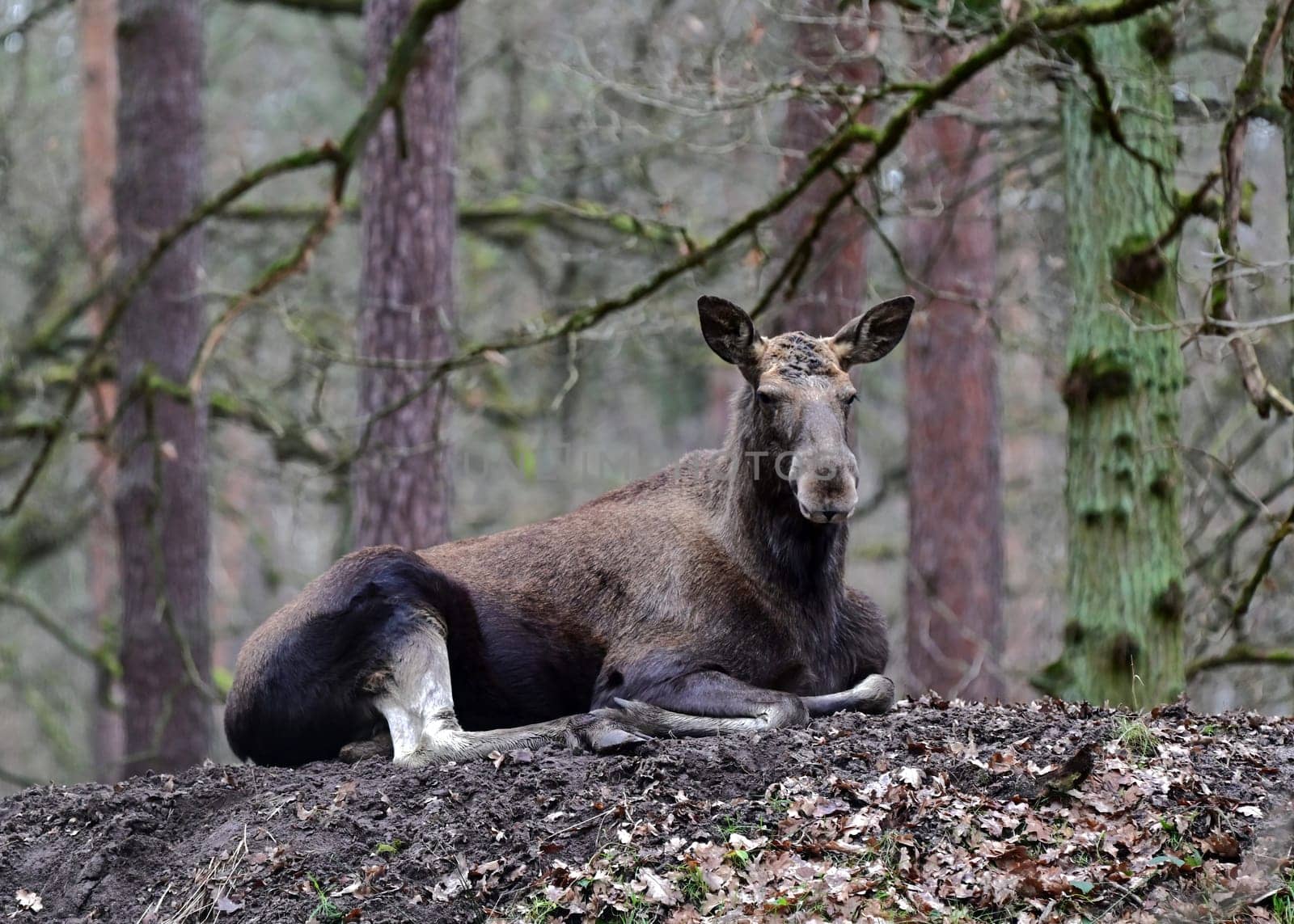 big elk lying on a little hill