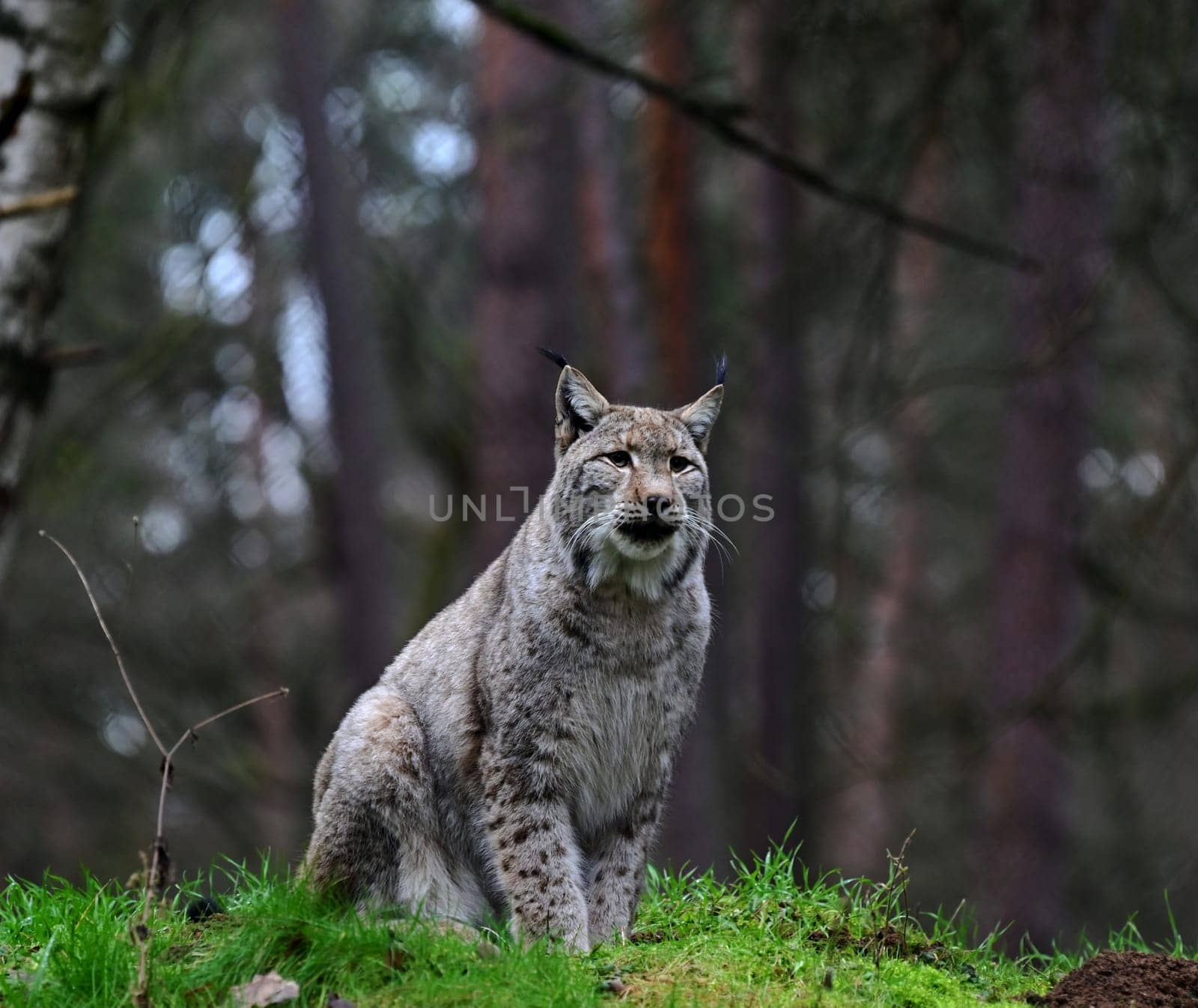 Lynx on a green hill