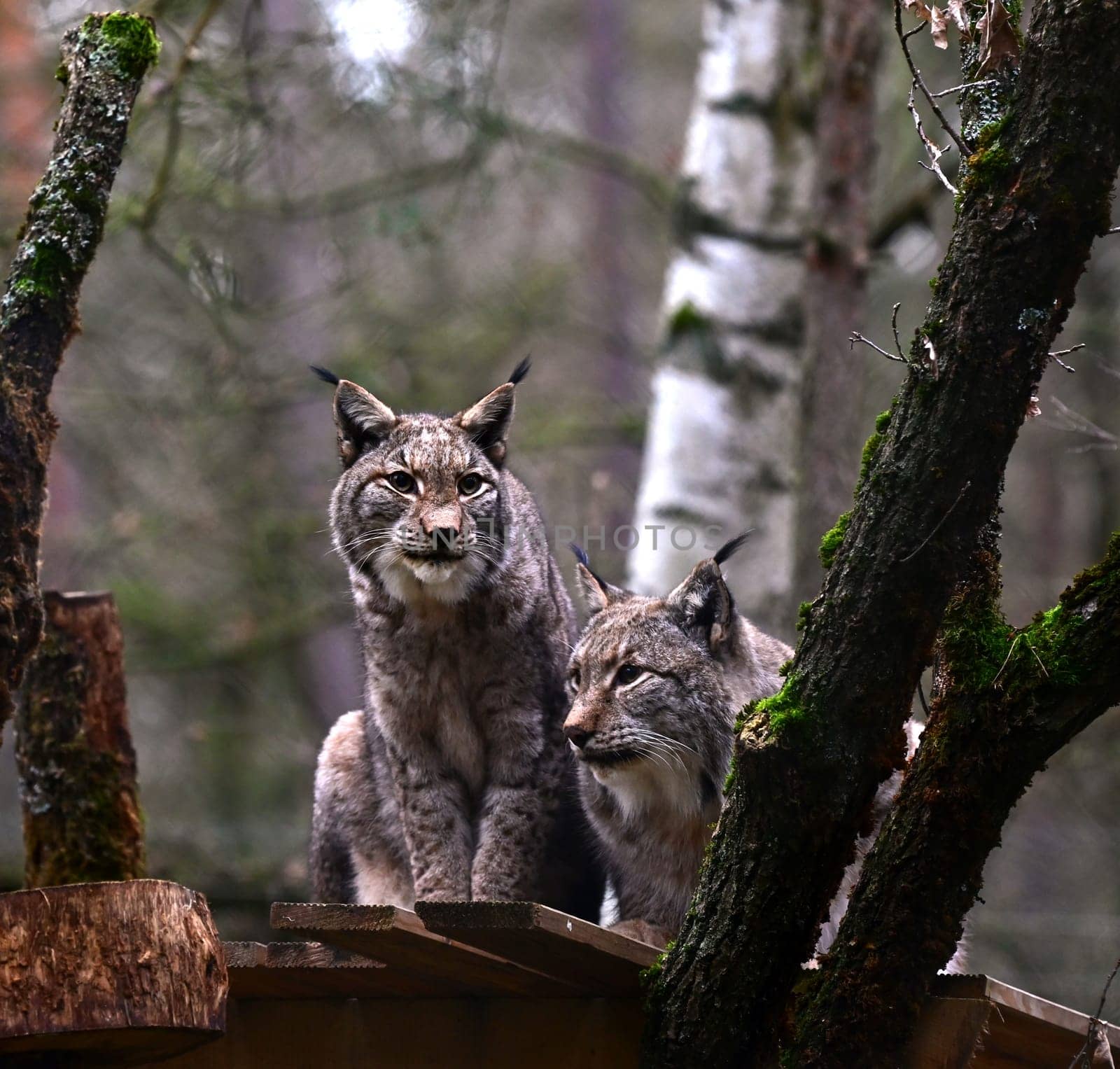 A couple of Lynx watching out curiously
