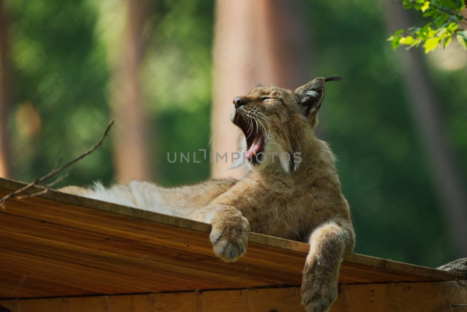 Lynx yawning