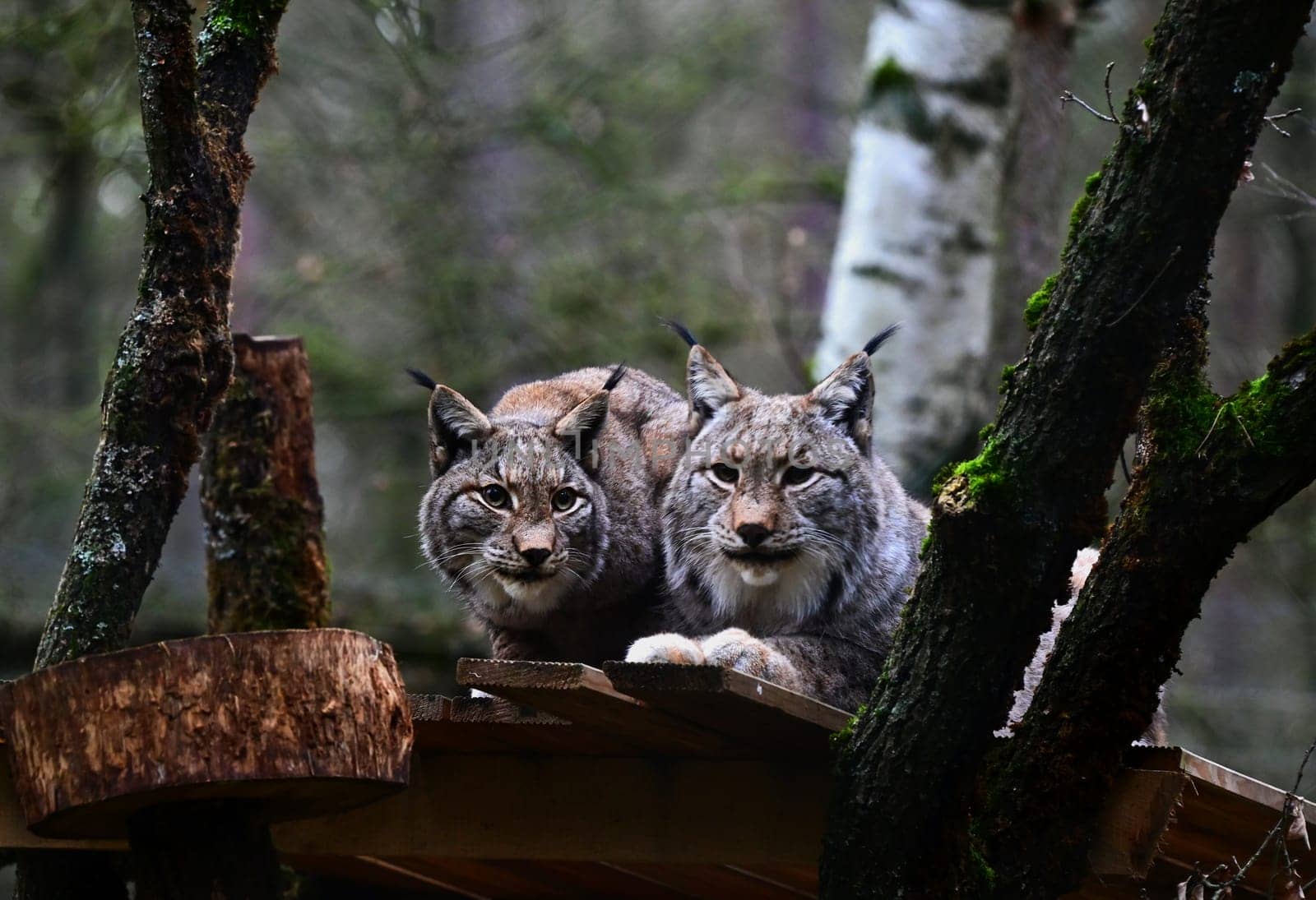 A couple of Lynx watching out curiously