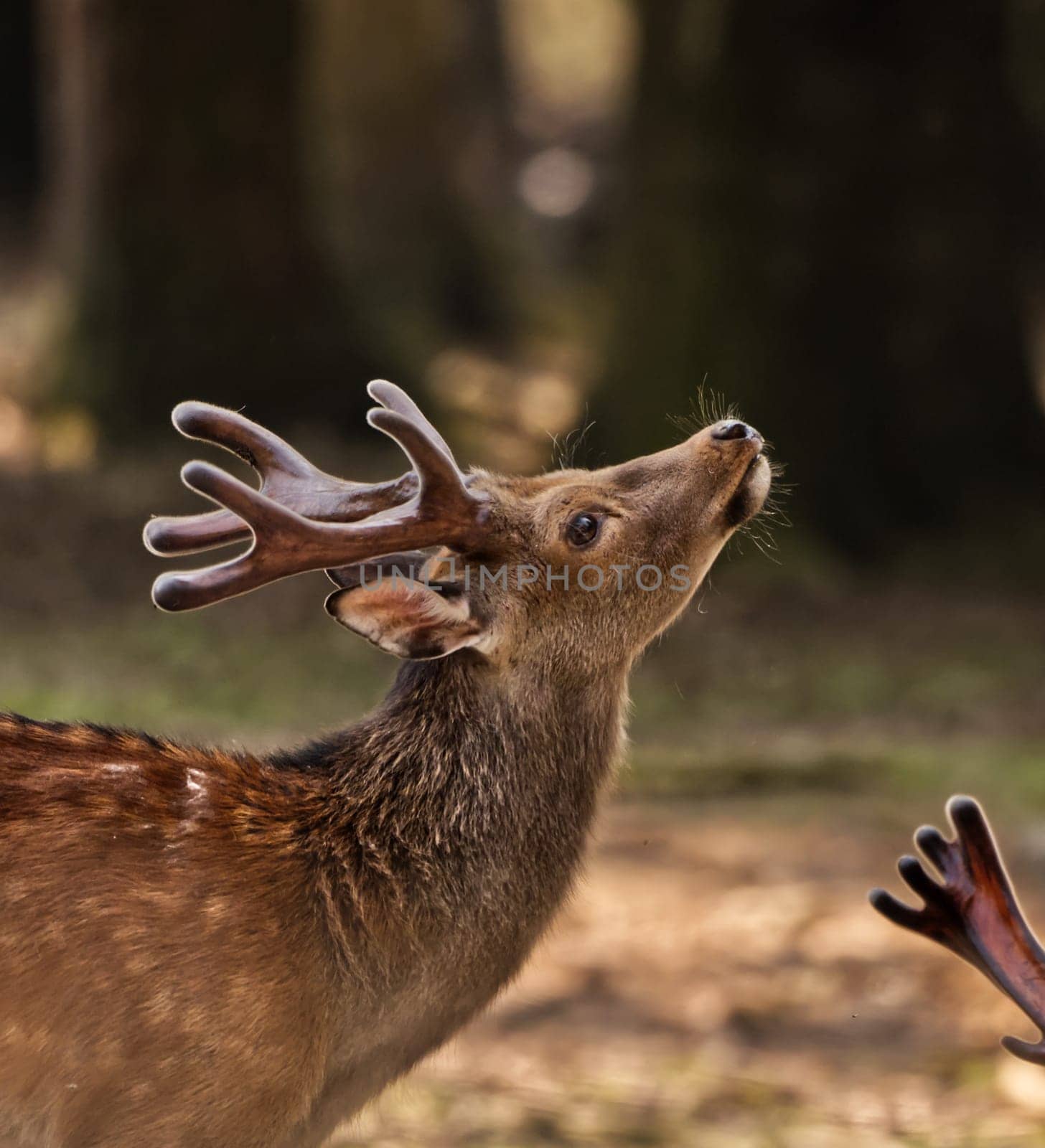 Portrait of a deer with nice entlers