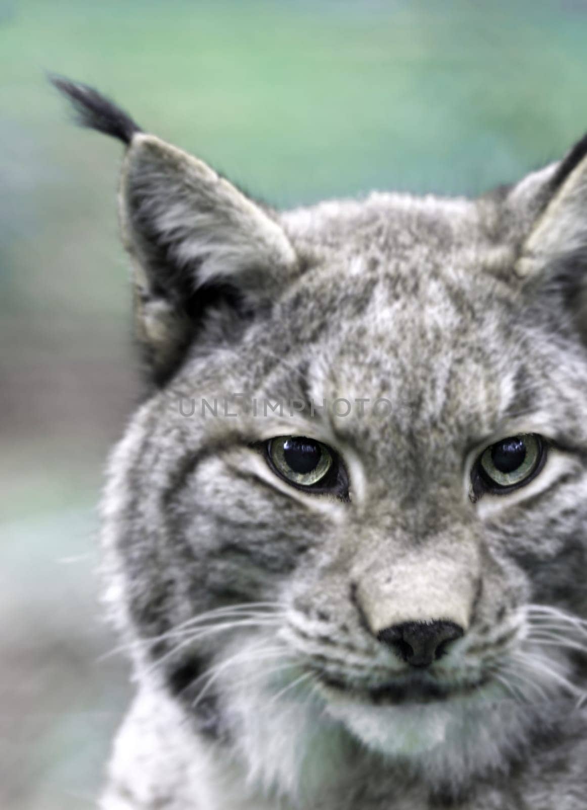 Portrait of a slightly blurred Lynx with gleaming eyes (slightly digitally processed)