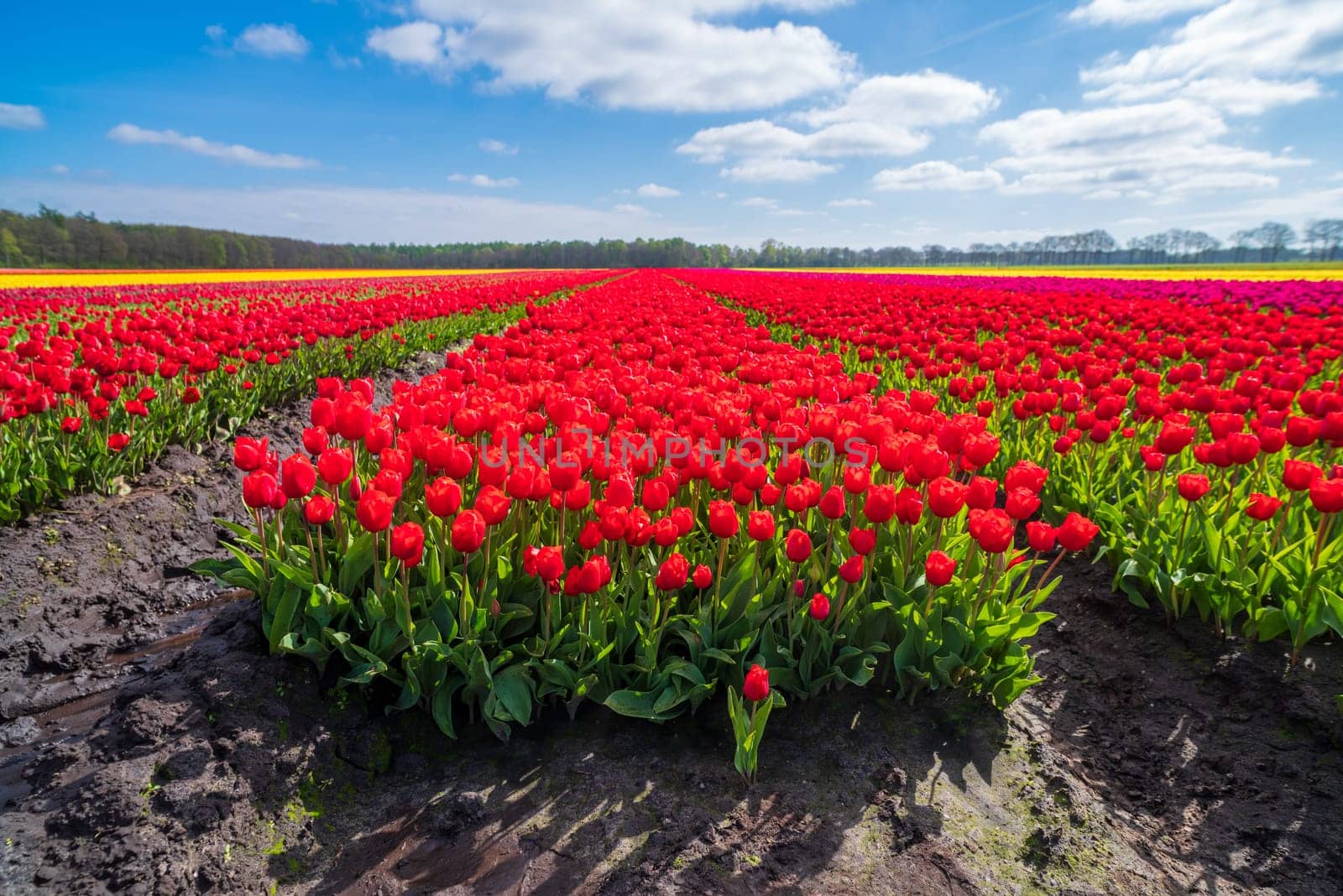 beautiful rows of blooming tulips in different colors in the netherlands