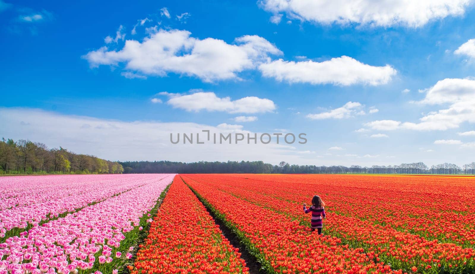little girl walking in a field with blooming red tulips in the netherlands