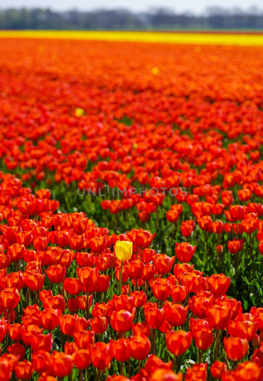 single yellow tulip in a field with red tulips