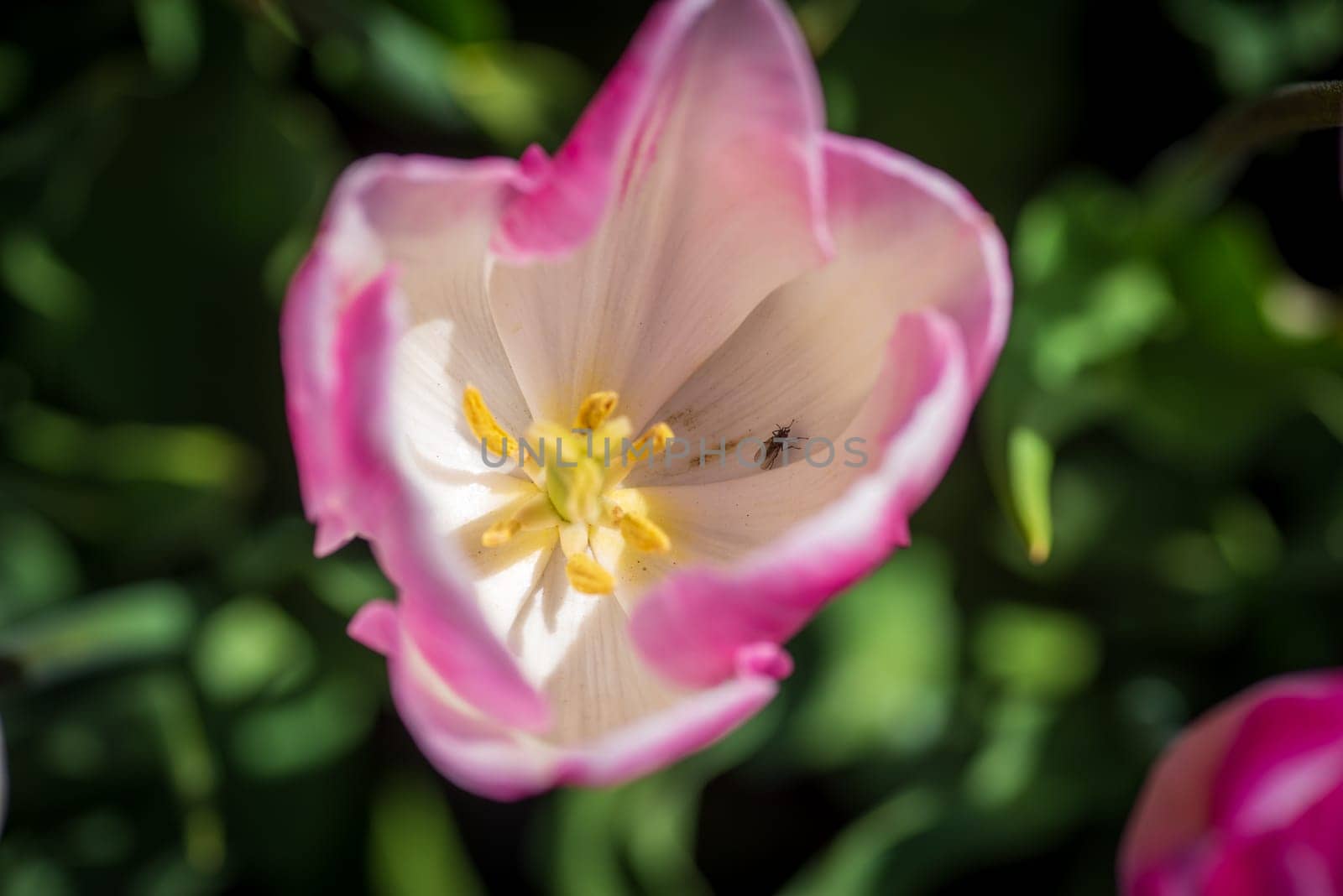 closeup of bright pink tulips in a tulip field