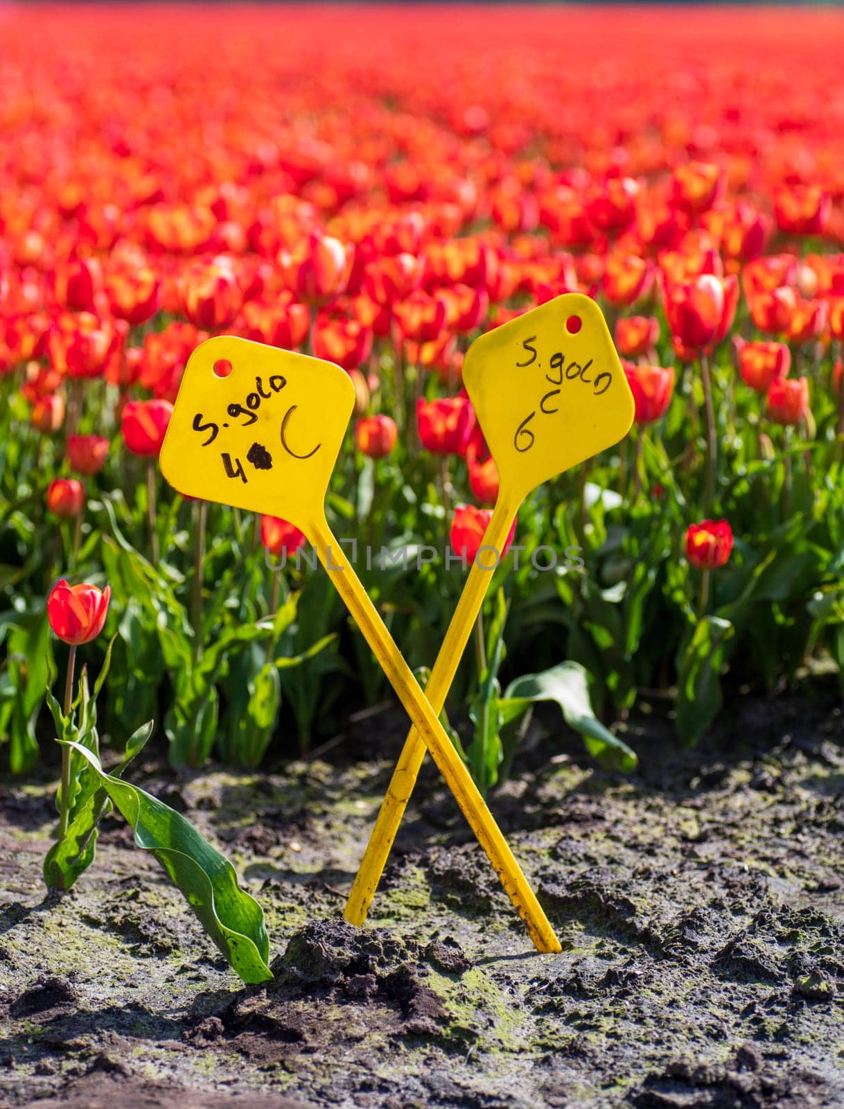 yellow markers with special tulip brands written on it