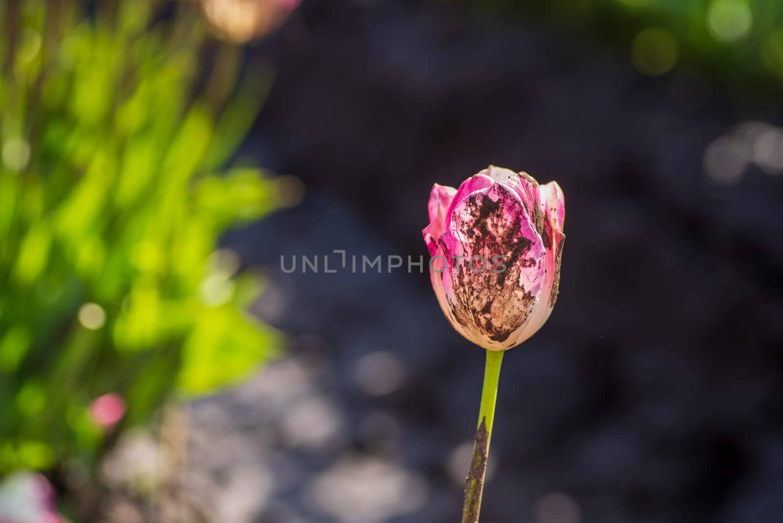 closeup of bright pink tulips in a tulip field