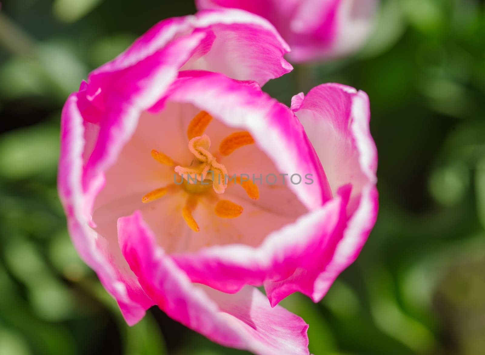 closeup of bright pink tulips in a tulip field