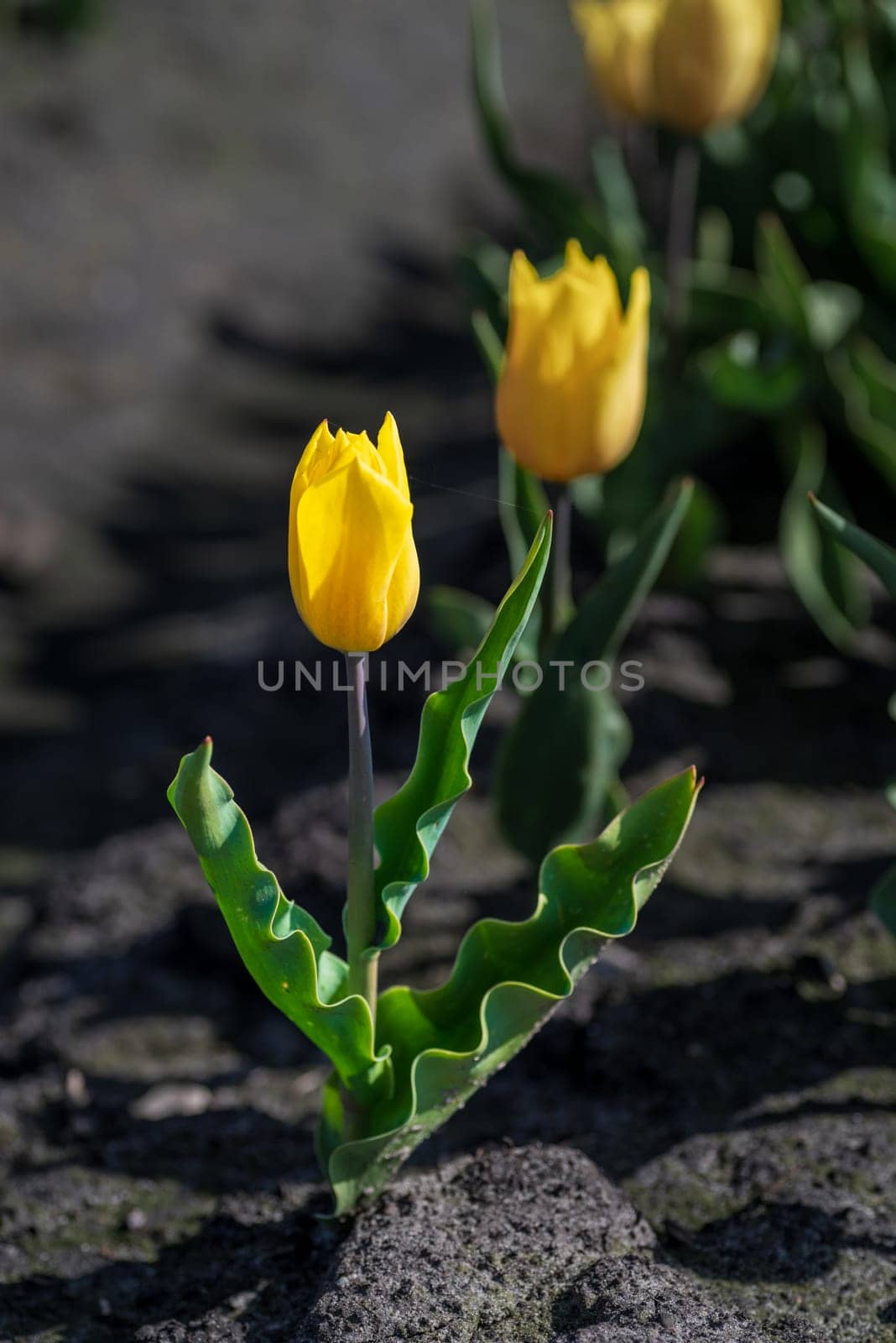 closeup of a few yellow tulips with typical ribbled leaves