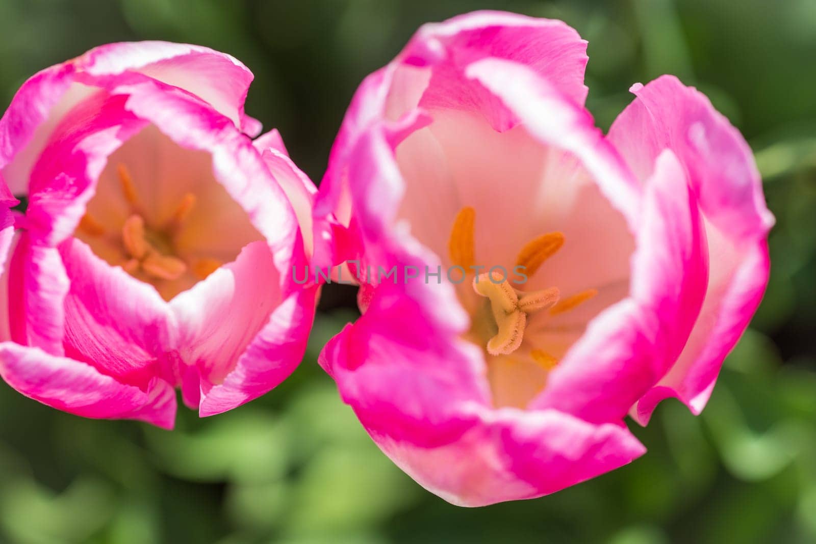 closeup of bright pink tulips in a tulip field
