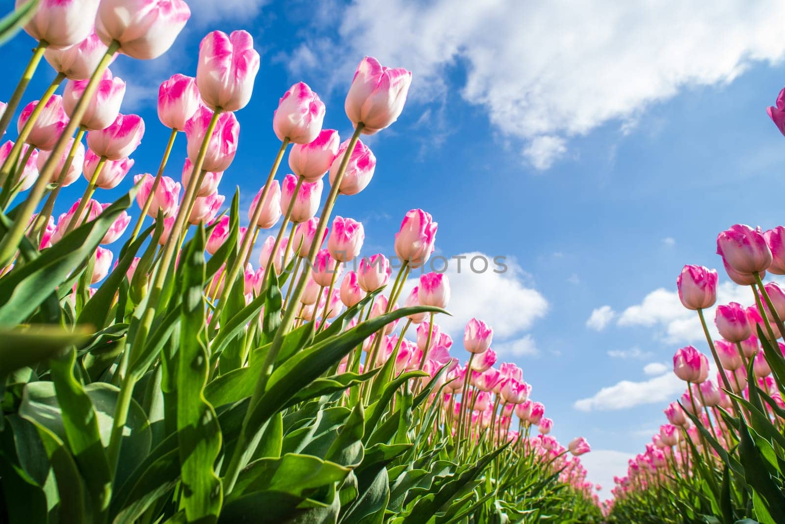 low angle view of beautiful pink tulips inthe netherlands