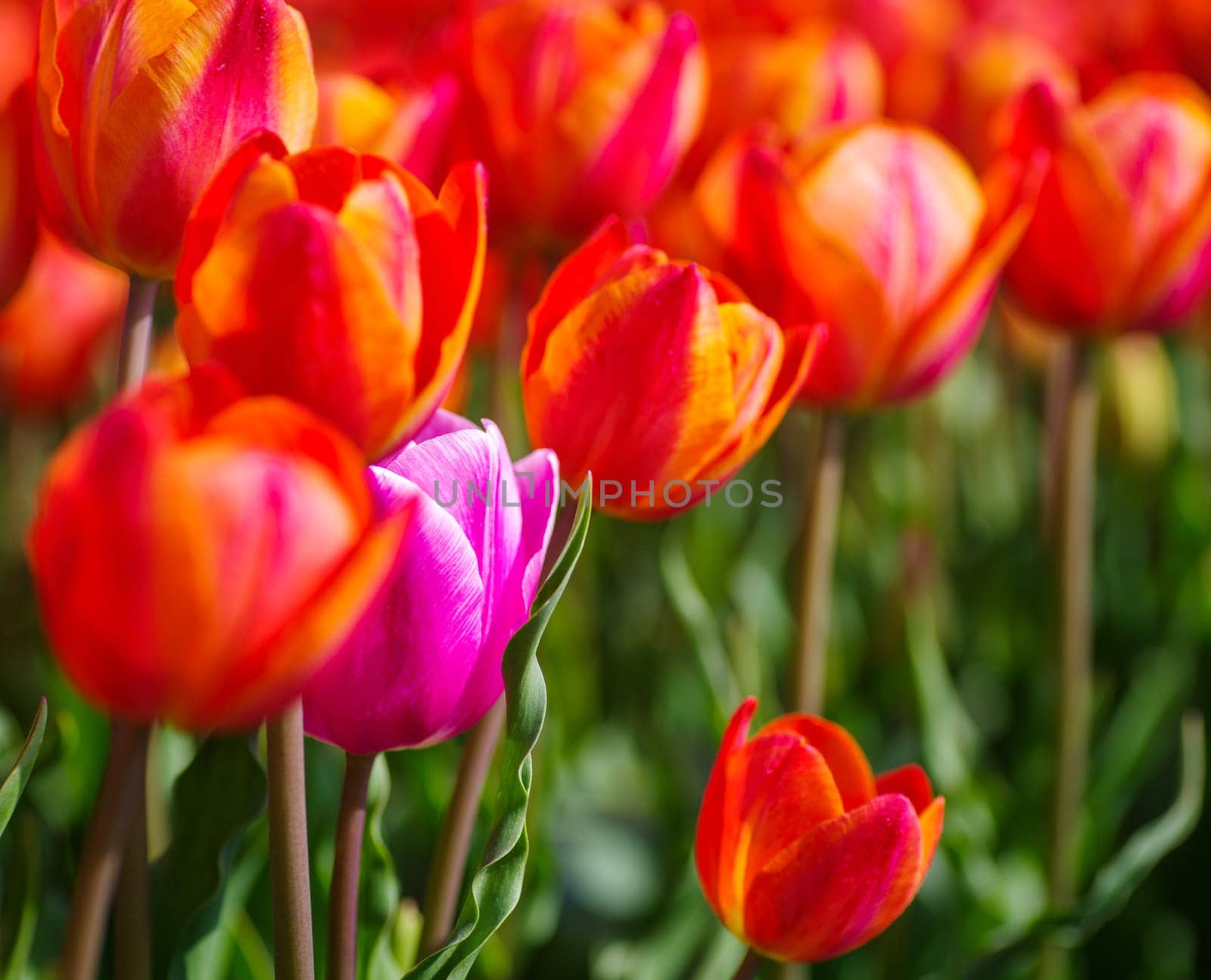 purple tulip in a field of red tulips