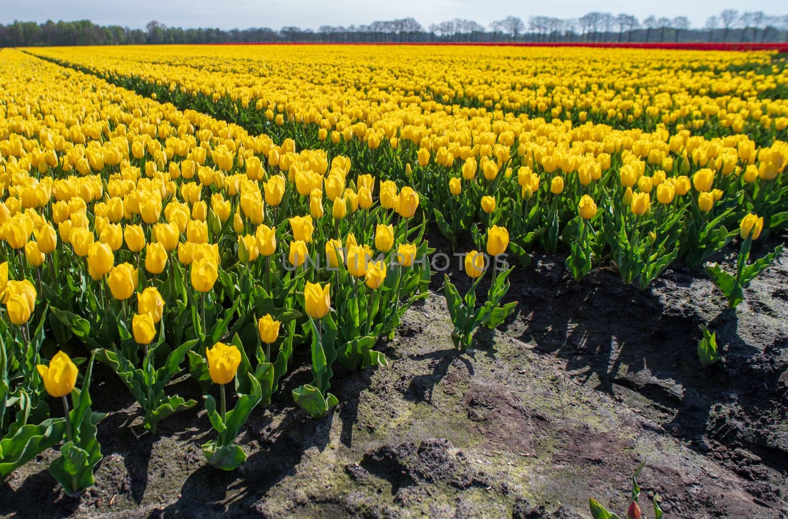 beautiful blooming yellow tulips in the netherlands