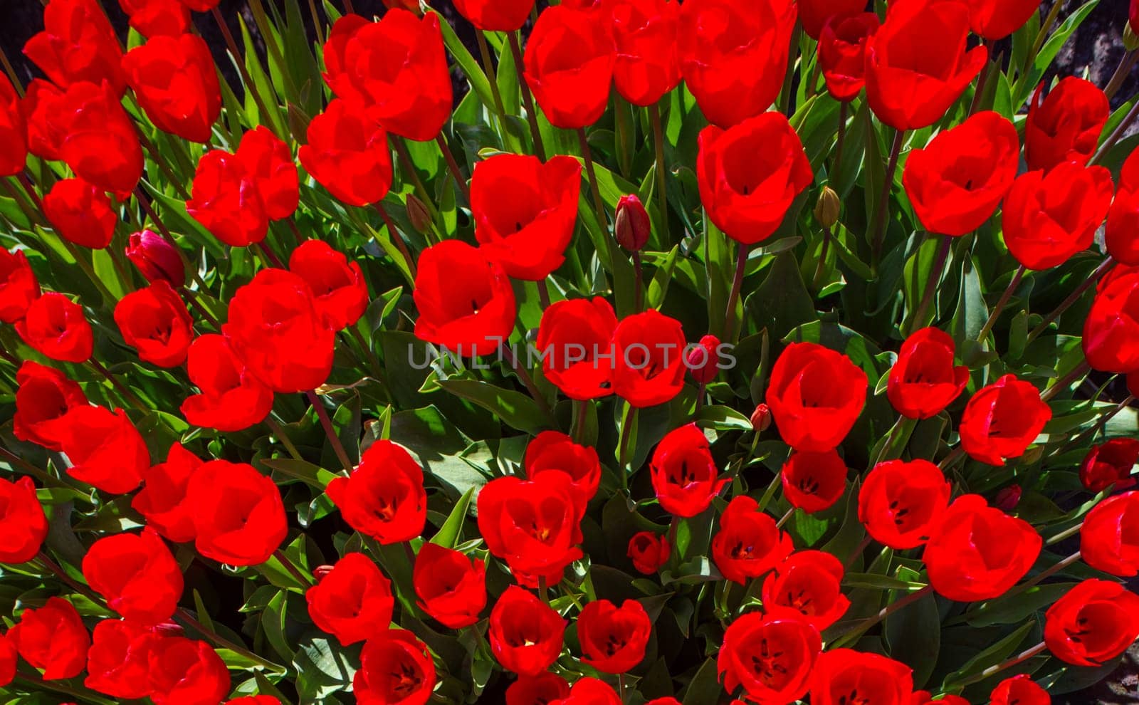 top down view of many red tulips in the netherlands