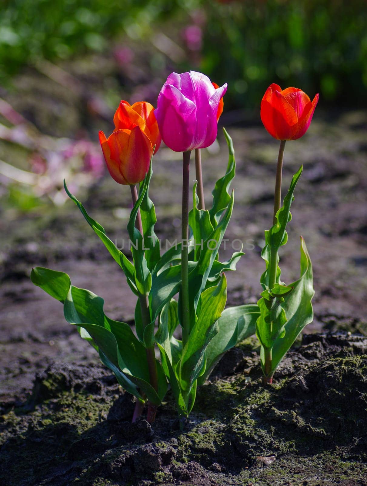 purple tulip in a field of red tulips