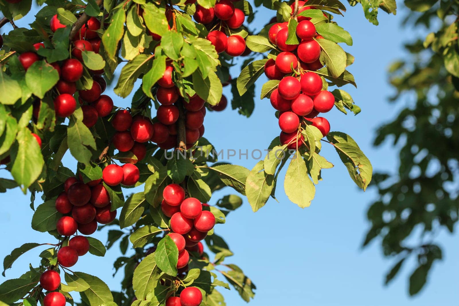 Red mirabele cherry plums (Prunus domestica syriaca) lit by sun, growing on wild tree.