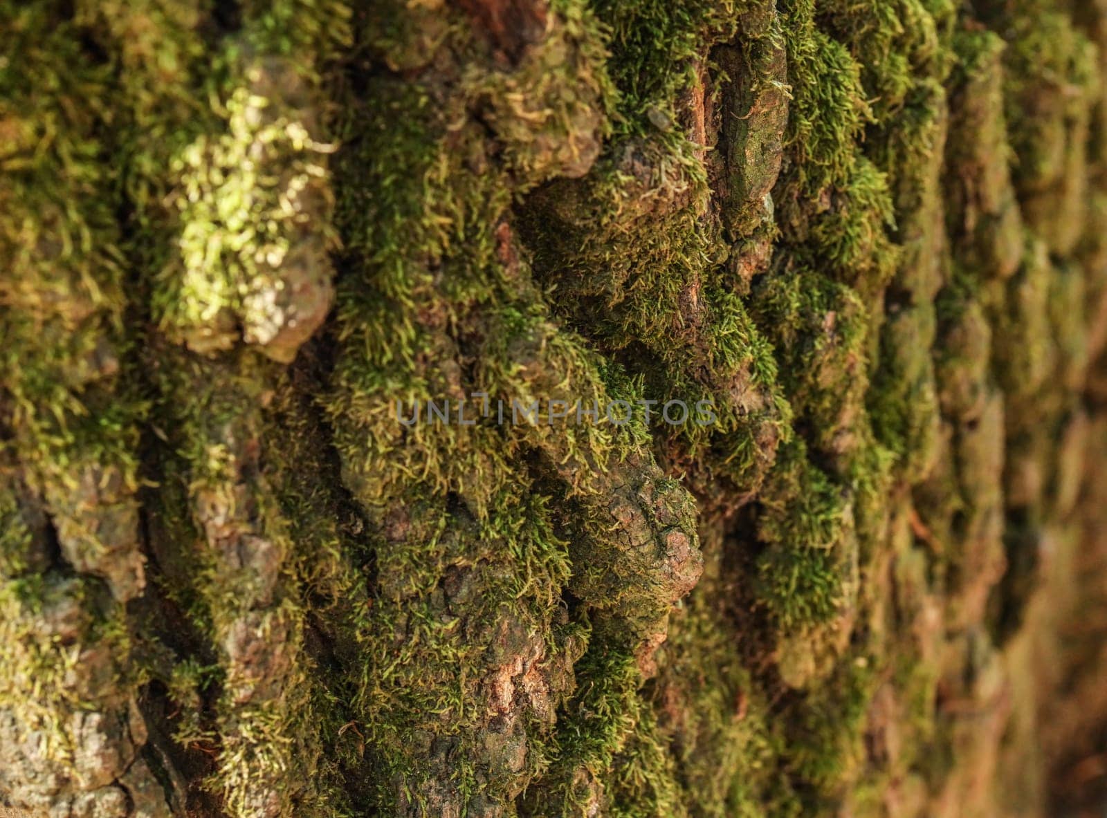 Detail of green moss growing on old tree bark.