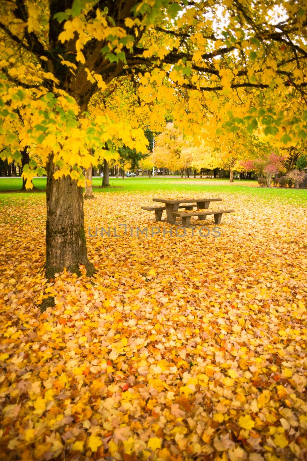 Beautiful yellow leaves fall in this nature park landscape