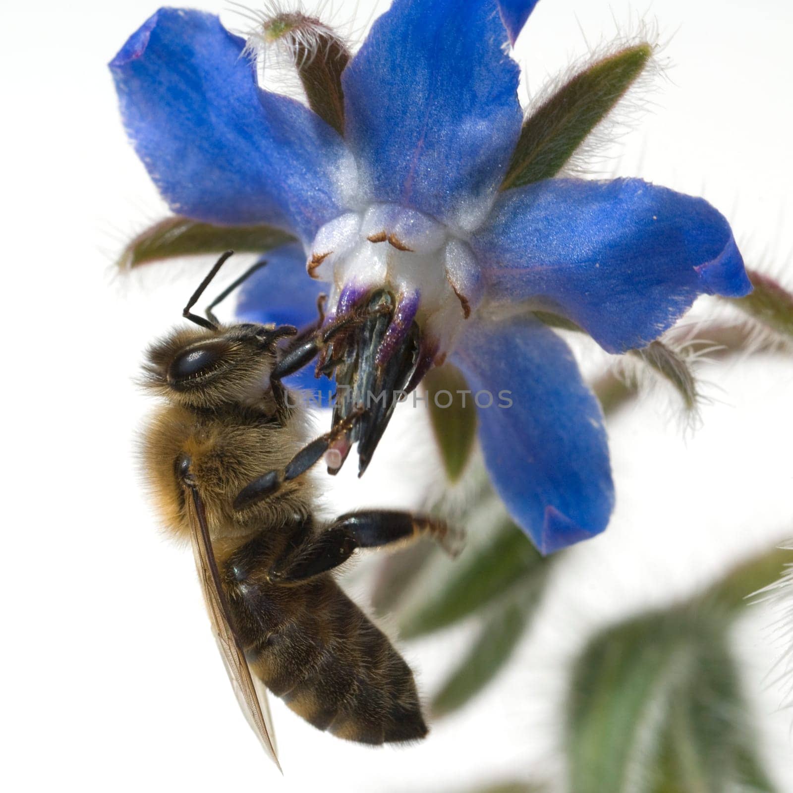 Biene  Anflug  Borretschbluete  Borretsch  Borago