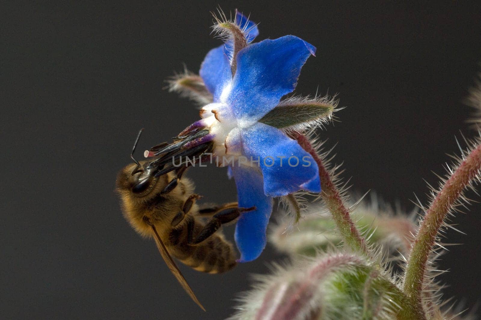 Biene  Anflug  Borretschbluete  Borretsch  Borago