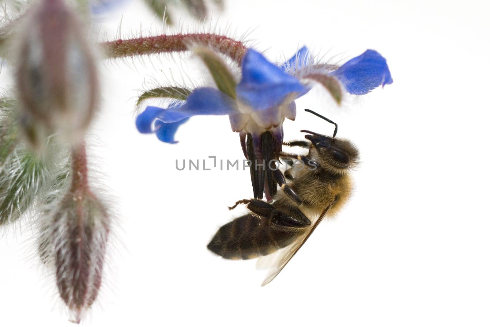 Biene  Anflug  Borretschbluete  Borretsch  Borago