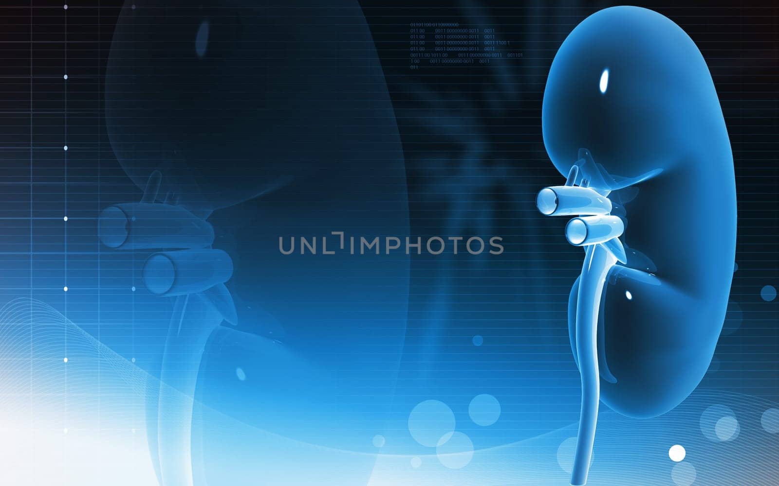 Digital illustration of kidney in colour background