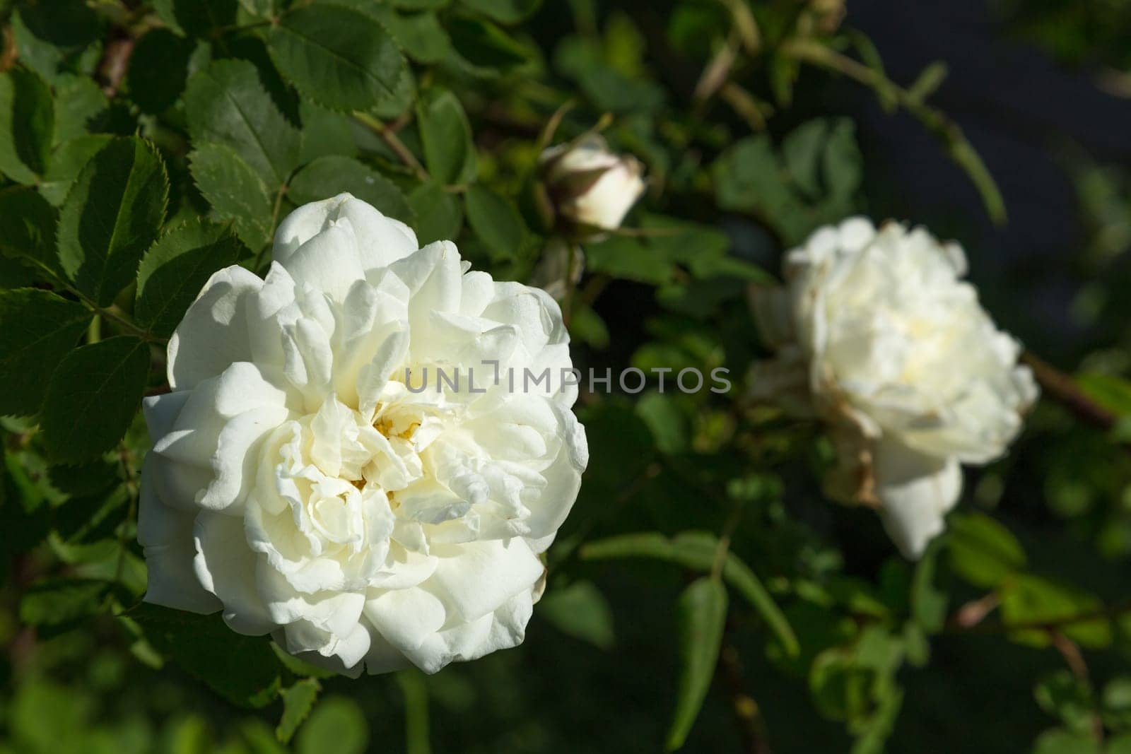 Two farmer's rose blossoms in a bed in the park