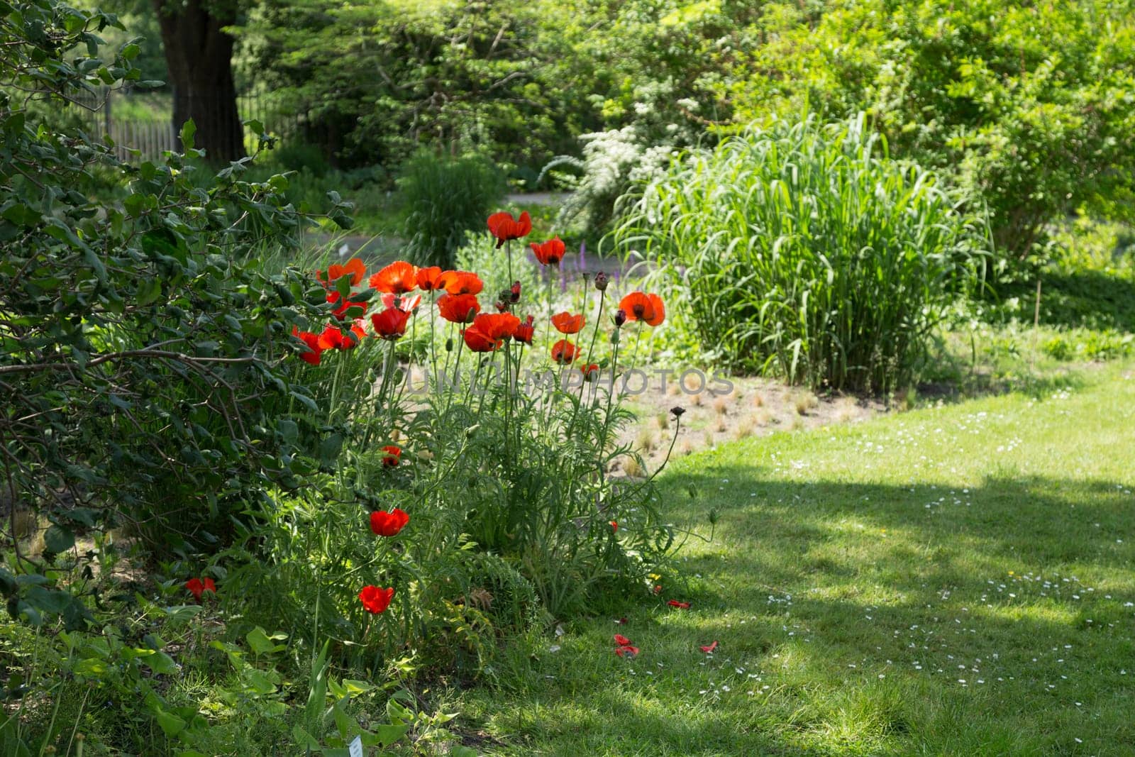 Poppy blossoms in a bed in the park