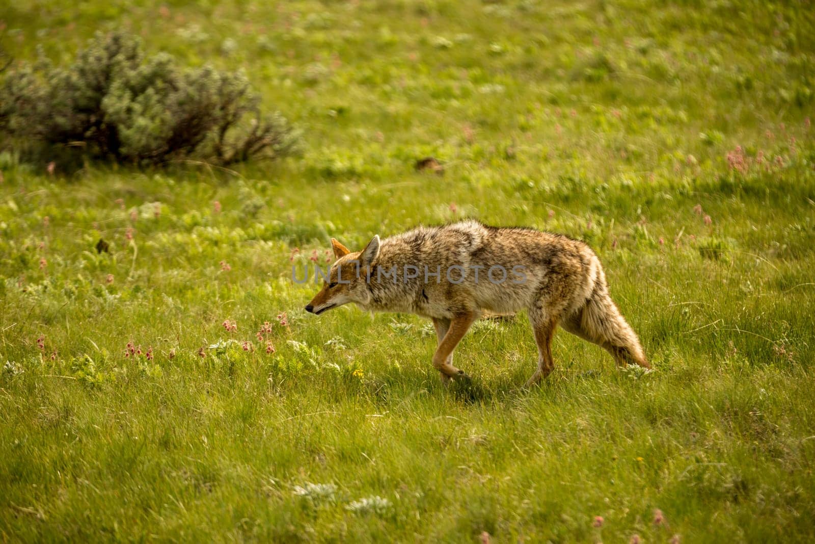 Coyote